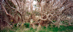 Grave amidst tree thicket.